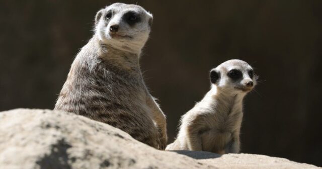 Leitartikel: Wie können der LA Zoo und seine Fundraising-Abteilung ihre Fehde beenden?

