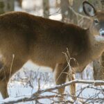 Der Landkreis Nova Scotia hofft, dass die Hirschzählung zu einer Ausweitung der Jagd führt