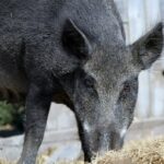 Sask. Es wird keine neuen Wildschweinfarmen geben, aber Experten sagen, die Population sei immer noch außer Kontrolle