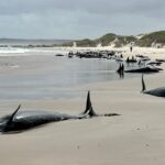 Mehr als 150 gefälschte Killerwale, die am Strand in Australiens Tasmanien gestrandet sind