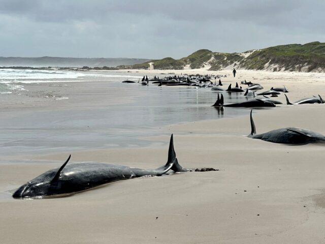 Mehr als 150 gefälschte Killerwale, die am Strand in Australiens Tasmanien gestrandet sind

