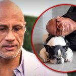 Dwayne 'The Rock' Johnsons französischer Bulldog -Hobbs stirbt