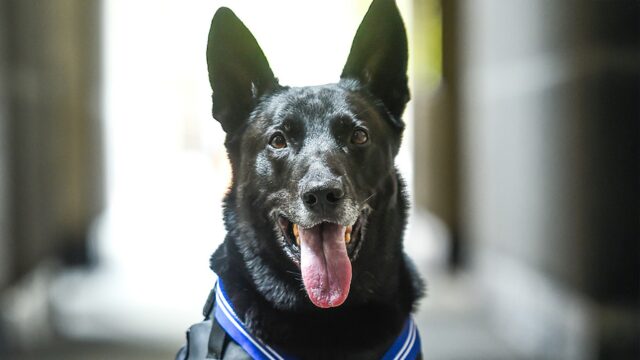 Secret Service Dog 'Hurricane', der das Weißen Haus eindringte, tot um 15 Jahre

