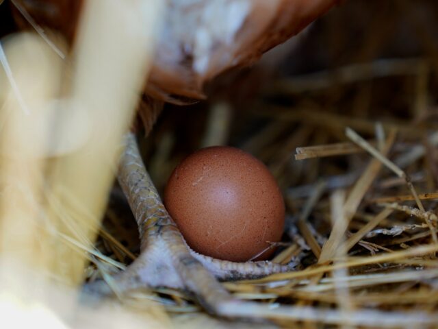 Ist der willen von American Egg Mangel Bite aus Trump -Spokesman behauptet?

