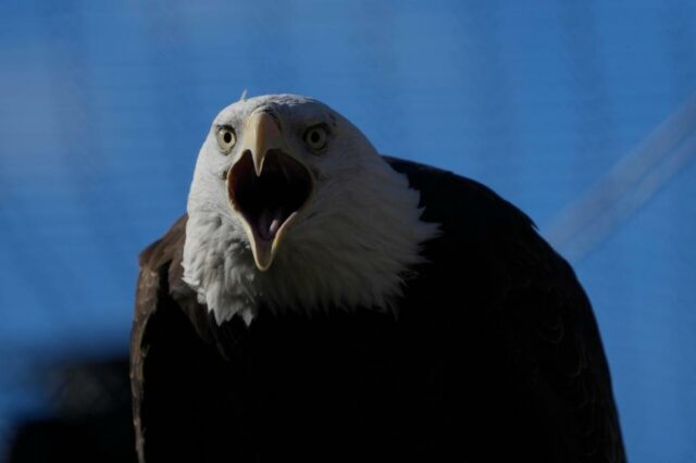 Amerikanische Weißkopfseeadler haben einen Moment, ökologisch und kulturell

