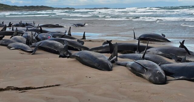 Dutzende falscher Killerwale am australischen Strand, um eingeschläfert zu werden

