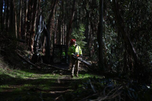 "Wir sehen dies als Notfall": Wie das größte Projekt zur Management von Waldbränden in der Bay Area arbeitet, um eine Katastrophe zu verhindern

