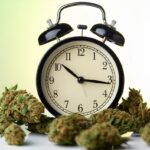 Cannabis kann den Doomsday Clock Blues loswerden