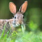 Haben die USA Kaninchen nach Frankreich geschickt, nachdem das Land versehentlich seine Hasenbevölkerung getötet hatte?