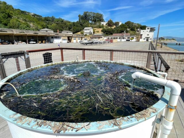 Tiburon Marine Research Center, um inmitten von Budgetkürzungen zu schließen

