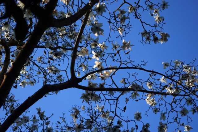 Der Februar ist eine Spitzenblüte von San Franciscos wunderschöne, historische Magnolien

