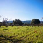 Saratoga räumt den Pfad für den kommerziellen Betrieb im Heritage Orchard neu