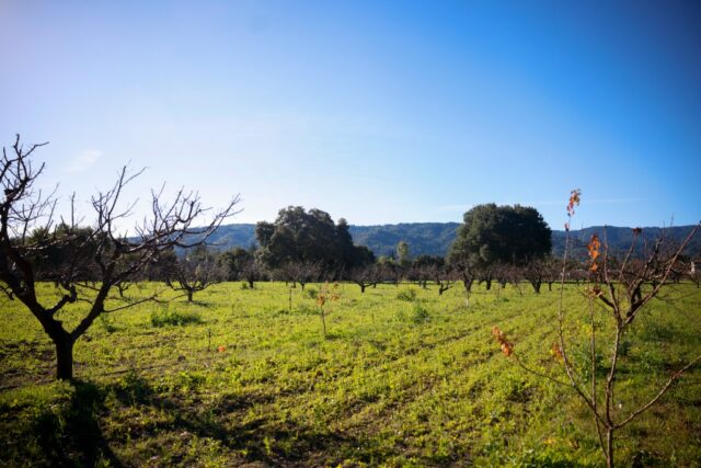 Saratoga räumt den Pfad für den kommerziellen Betrieb im Heritage Orchard neu

