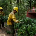 Wie Trumps Massenentlühen das Risiko von Waldbränden im Westen der USA erhöhen