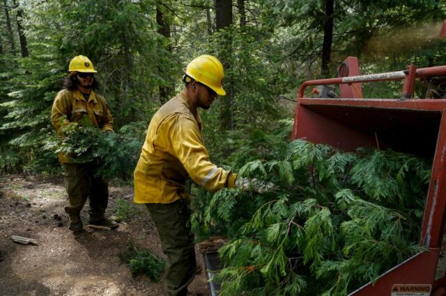 Wie Trumps Massenentlühen das Risiko von Waldbränden im Westen der USA erhöhen

