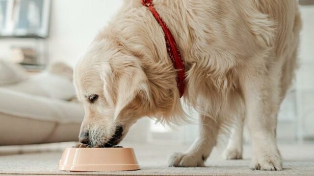 Bestes Hundefutter für das Gewichtsmanagement

