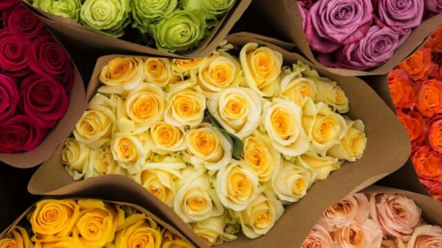 Machen Sie sich mit 36 ​​farmfrischen Rosen, die an ihre Tür geliefert werden

