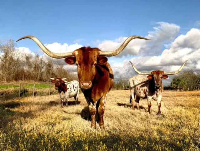 Die texanischen Bürger wollen legalisiertes Cannabis aber

