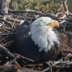 Sie könnten überrascht sein, als der Weißkopfseeadler unser Nationalvogel wurde