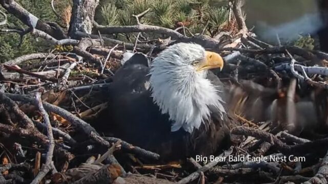 Sie könnten überrascht sein, als der Weißkopfseeadler unser Nationalvogel wurde

