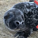 Siegel 'Fitbits' möchten verstehen, wie Welpen auf Sable Island überleben