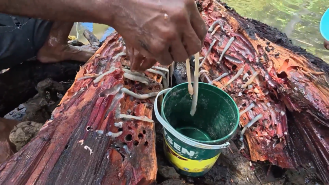 "Wormy" philippinische Delikatesse könnte den Schlüssel zu besseren menschlichen Antibiotika enthalten

