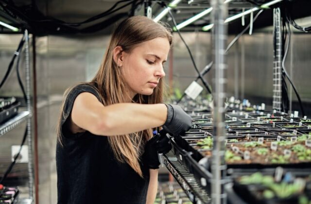 Google Ox dreht die erbliche Landwirtschaft, ein Startup mit AI, um die Ernteleistung zu verbessern

