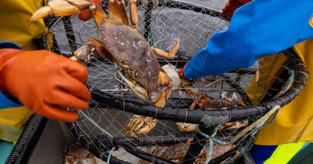 Brief an den Herausgeber: Wissen Sie, wer eine kürzere Saison für die Krabbensaison für Dungeness begrüßt? Die Krabben

